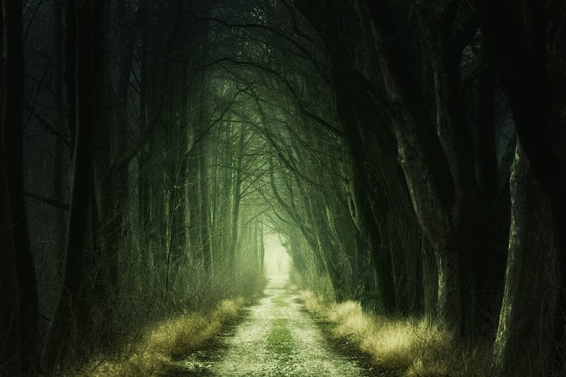 Enchanted woodland backdrop